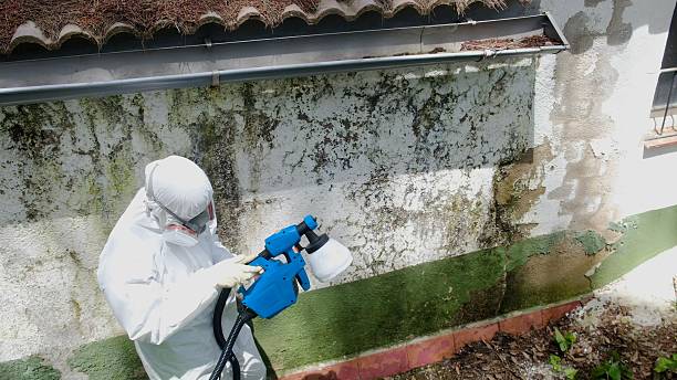 Trusted Commercial Mold Remediation service in Elizabethtown, KY - Cheap Mold Removal